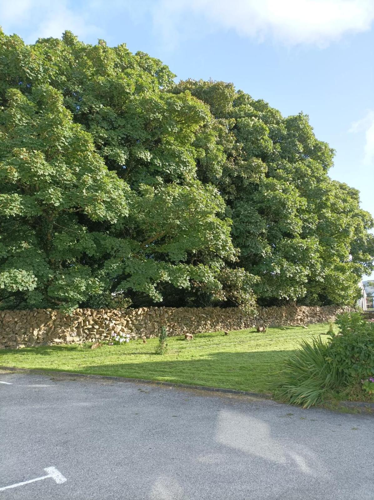 Mountain View Guesthouse Oughterard Esterno foto